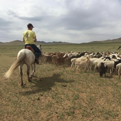 Projects Abroad Nomad Volunteer is riding a horse herding cattle on a Mongolian Nomad Cultural Experience. Culture and Community Volunteers live and work with Nomads in Mongolia whilst riding horses to herd cattle.